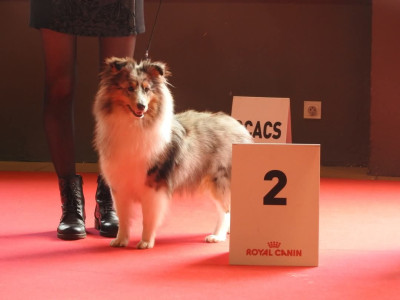 Étalon Shetland Sheepdog - CH. VIP De La Colline d'Ans