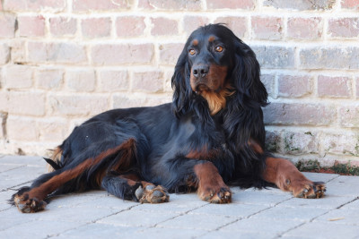 Étalon Setter Gordon - Udée Des Coteaux Du Maine Marreau