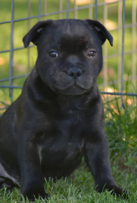 Étalon Staffordshire Bull Terrier - Multi Generation absolute dream