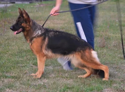 Étalon Berger Allemand - THALIE de Font Martinier