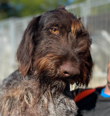 Étalon Chien d'arrêt allemand à poil dur - VIRCO Des Marais De L'Essonne