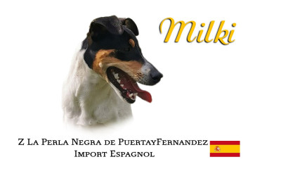 Étalon Ratonero bodeguero andaluz - Z La Perla Negra puertayfernandez