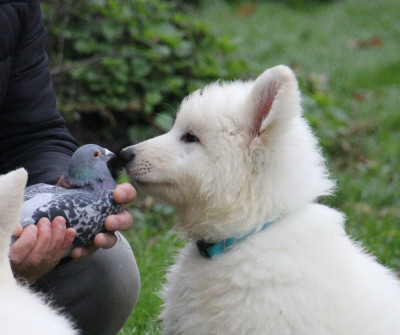 Étalon Berger Blanc Suisse - Aie Lander du Loup de la Vieille Eglise