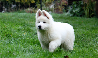 Étalon Berger Blanc Suisse - Angel du Loup de la Vieille Eglise