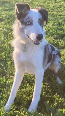 Étalon Border Collie - Volfy Giving a Thrill