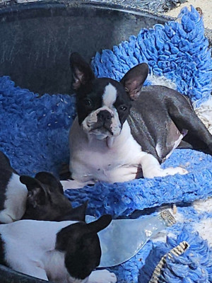Étalon Boston Terrier - Vendetta Des Petits Anges Noirs