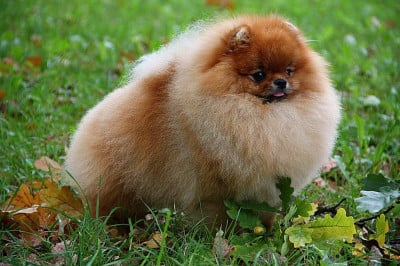 CH. UNGARO Crazy Charms