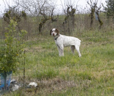 Étalon Braque du Bourbonnais - Julieta du Pech du Cayrol