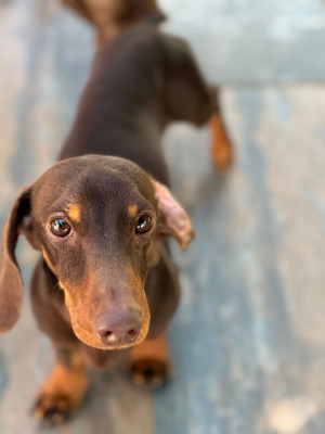 Étalon Teckel poil ras - Valandre Victor Abel de la croix du domaine du Thuis Des Pépites De La Bergerie