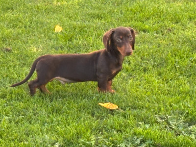 Étalon Teckel poil ras - ARSENE du domaine de luard