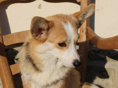 Étalon Welsh Corgi Pembroke - Volte face du clos d'Arlequin