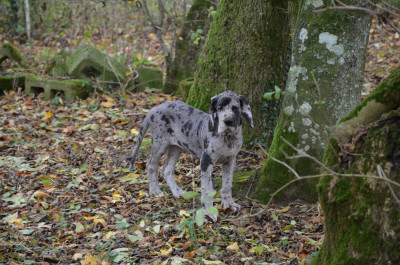 Étalon Dogue allemand - Angèle Des Zamours De Caux