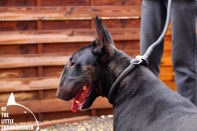 Up Sweetch of the little troublemaker