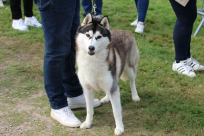 Étalon Siberian Husky - TENESSEE Des Brumes de Brocéliande