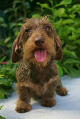 Étalon Teckel poil dur - Jocker Of The Queen Upsy Daisy