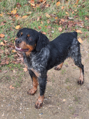 Étalon Epagneul Breton - Athos du Clos du Grand Lieu