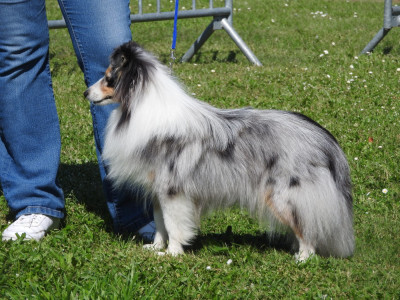 Étalon Shetland Sheepdog - Vinci Des gardiens des trois magots