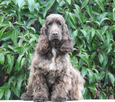 Étalon Cocker Spaniel Anglais - victor des Landes d'Araize