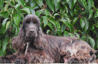 Étalon Cocker Spaniel Anglais - Vinyle De L'étang Au Miroir