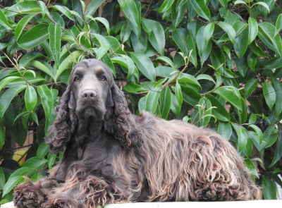 Étalon Cocker Spaniel Anglais - victoria De L'étang Au Miroir