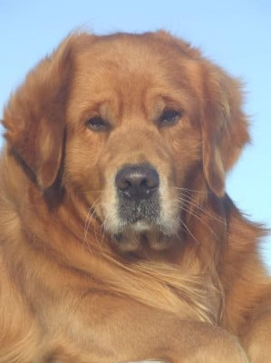 Étalon Golden Retriever - Mo Du pays sauvage