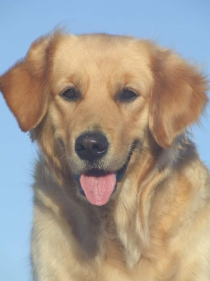 Étalon Golden Retriever - Oppi Du pays sauvage