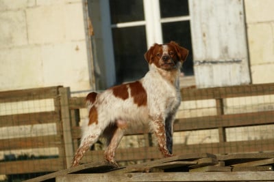 Étalon Epagneul Breton - Voldo Du Bois Aux Paons