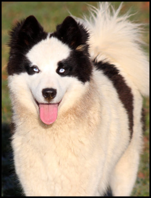 Étalon Laika de iakoutie - Charuyushchaya « Sherin » Utrennyaya Zvezda