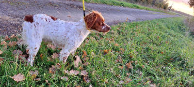 Étalon Epagneul Breton - Ulote Du Bois Aux Paons