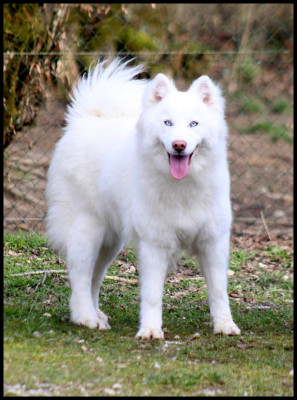 Étalon Laika de iakoutie - Utopic Ice Sand L'eden Des Shokou