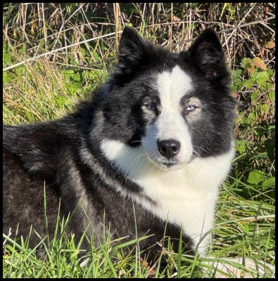 Étalon Laika de iakoutie - rave review Violin Voice "Lexa"