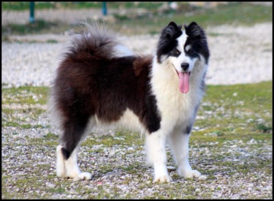 Étalon Laika de iakoutie - Unforgetable Replay L'eden Des Shokou