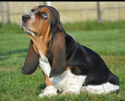 Étalon Basset Hound - Adélaïde Des Parfums De Saigon