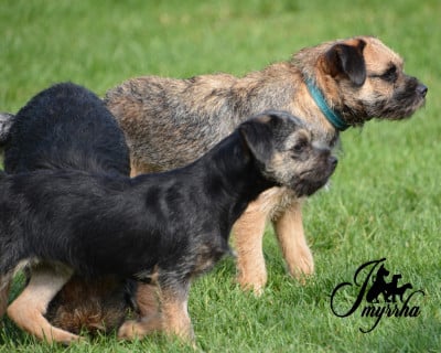 image de V-Alma d'Imyrrha