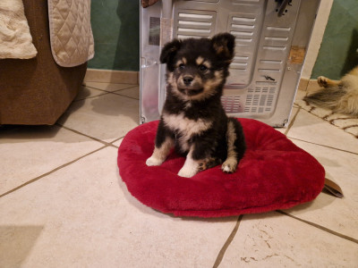 Étalon Chien finnois de Laponie - ATHENA ALMA du Domaine du Chai de Majolan