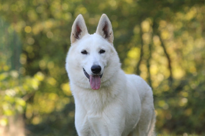 Étalon Berger Blanc Suisse - Vassylkviv Vérone « Louve » Legends of Marwarita