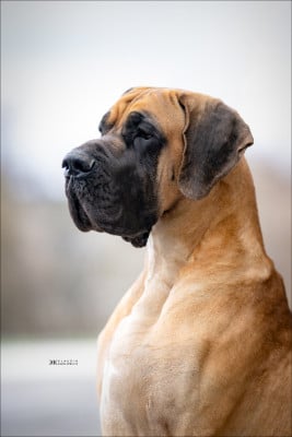 Étalon Dogue allemand - CH. All of Me del piccolo jigo