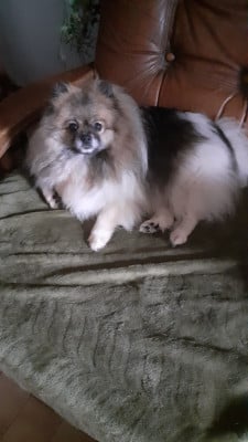 Étalon Spitz allemand - Ophelie des anges du petit trianon