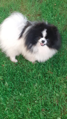 Étalon Spitz allemand - Uby des anges du petit trianon