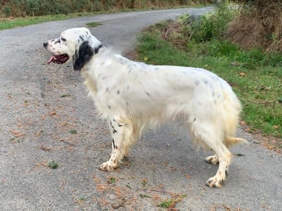 Étalon Setter Anglais - THALIA De La Pierre D'Opale