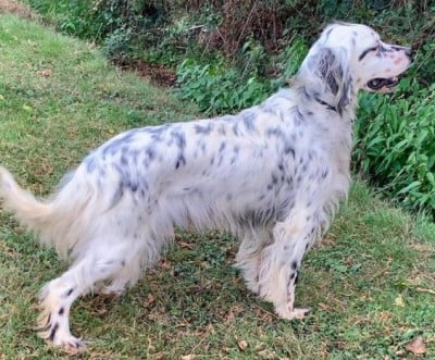 Étalon Setter Anglais - Samba De La Pierre D'Opale