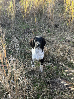 Étalon English Springer Spaniel - Sunset D'hell Alf