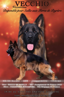 Étalon Berger Allemand Poil Long - Vecchio Vizzavona