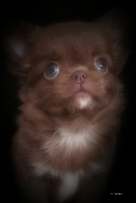 Étalon Chihuahua - Alicia Girl On Fire Of Blue Moon's Diamond