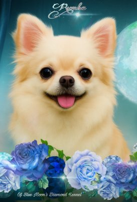 Étalon Chihuahua - platinum kid RUMBA