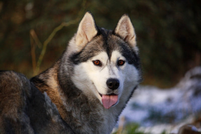 Étalon Siberian Husky - Sybéria (Sans Affixe)