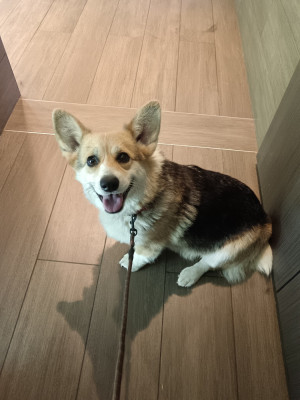 Étalon Welsh Corgi Pembroke - Zojka Z Doliny Debow (Sans Affixe)