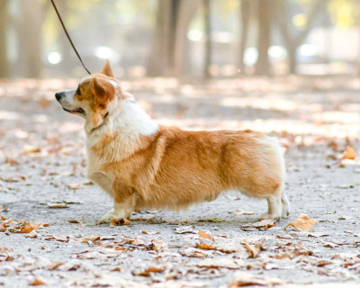 Étalon Welsh Corgi Pembroke - edlen house velvet wonder
