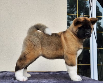 Étalon Akita americain - Amber leaf Of Bear's Park