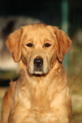 Étalon Golden Retriever - UNE POMME D AMOUR du rocher florin